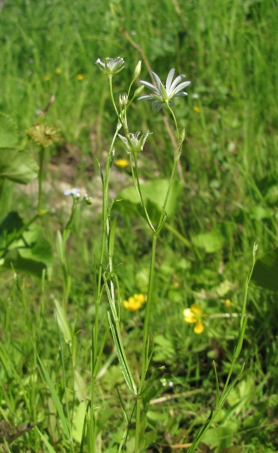 Изображение особи Stellaria palustris.