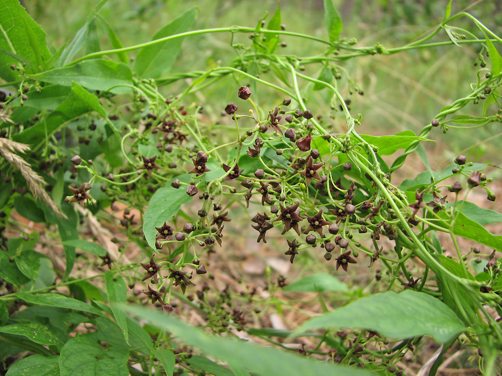 Изображение особи Vincetoxicum scandens.