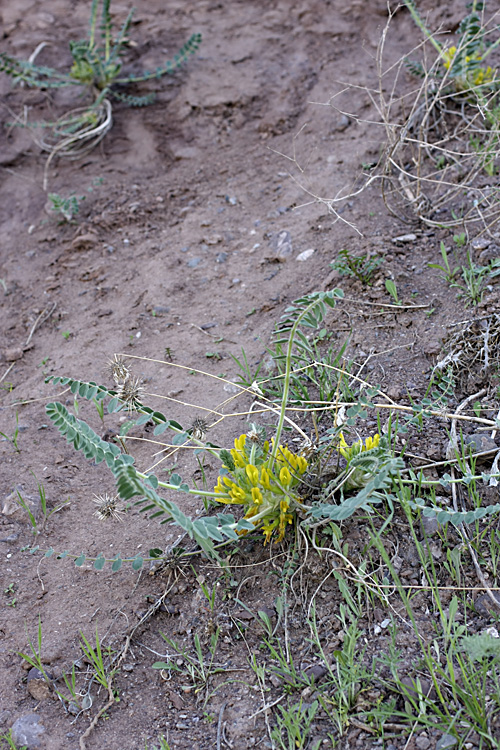 Изображение особи род Astragalus.