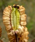 Prangos latiloba