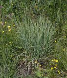 Phleum pratense