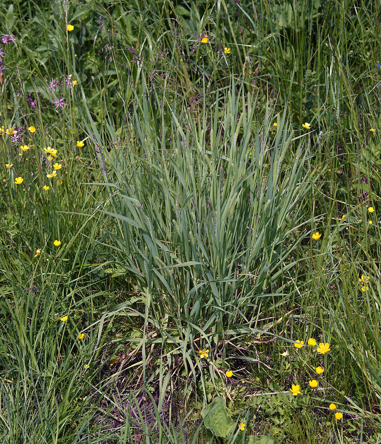 Image of Phleum pratense specimen.