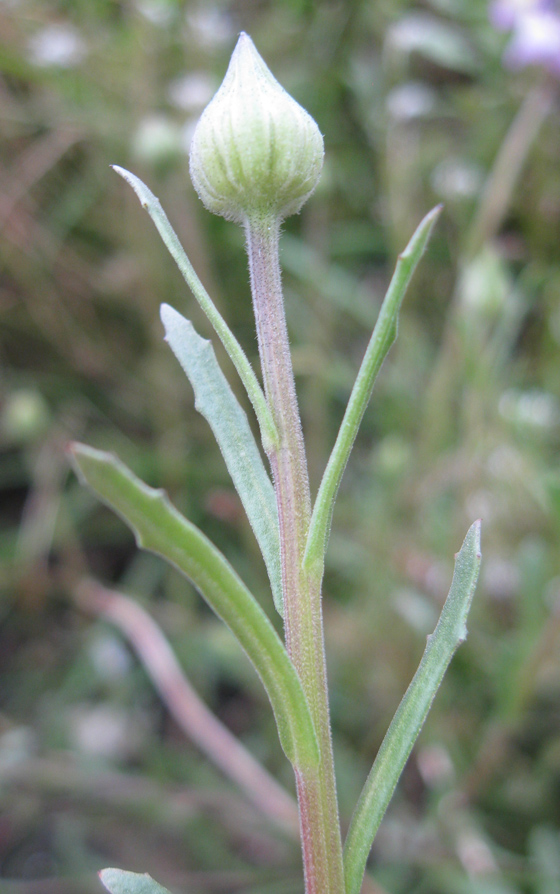 Image of Dimorphotheca hybrida specimen.