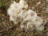 Clematis serratifolia