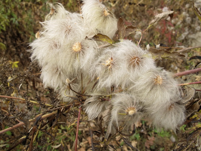 Изображение особи Clematis serratifolia.