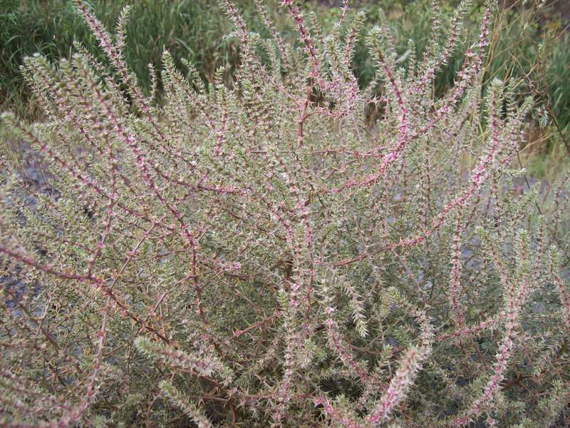 Image of Salsola tragus specimen.