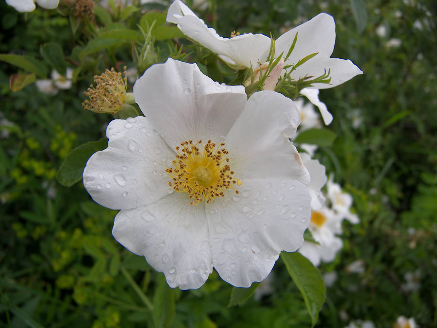 Image of Rosa oplisthes specimen.