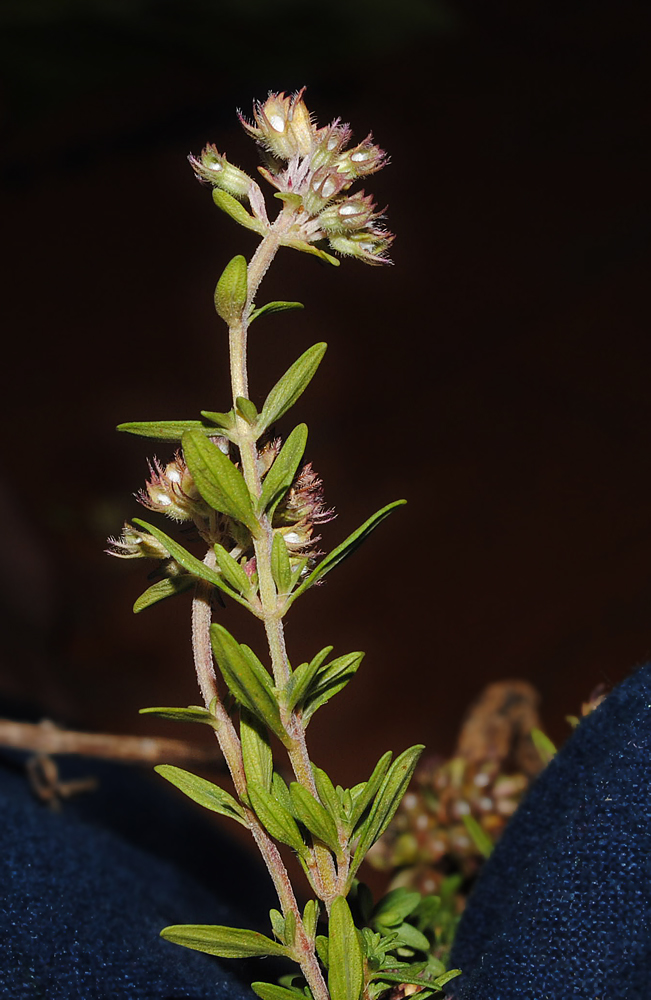 Image of Thymus rasitatus specimen.