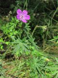 Geranium sanguineum. Верхушка цветущего растения. Смоленск, лесопарк Красный бор. 17.06.2011.