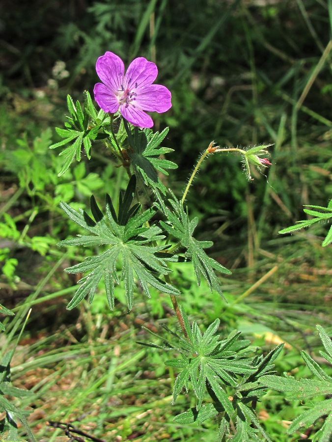 Image of Geranium sanguineum specimen.