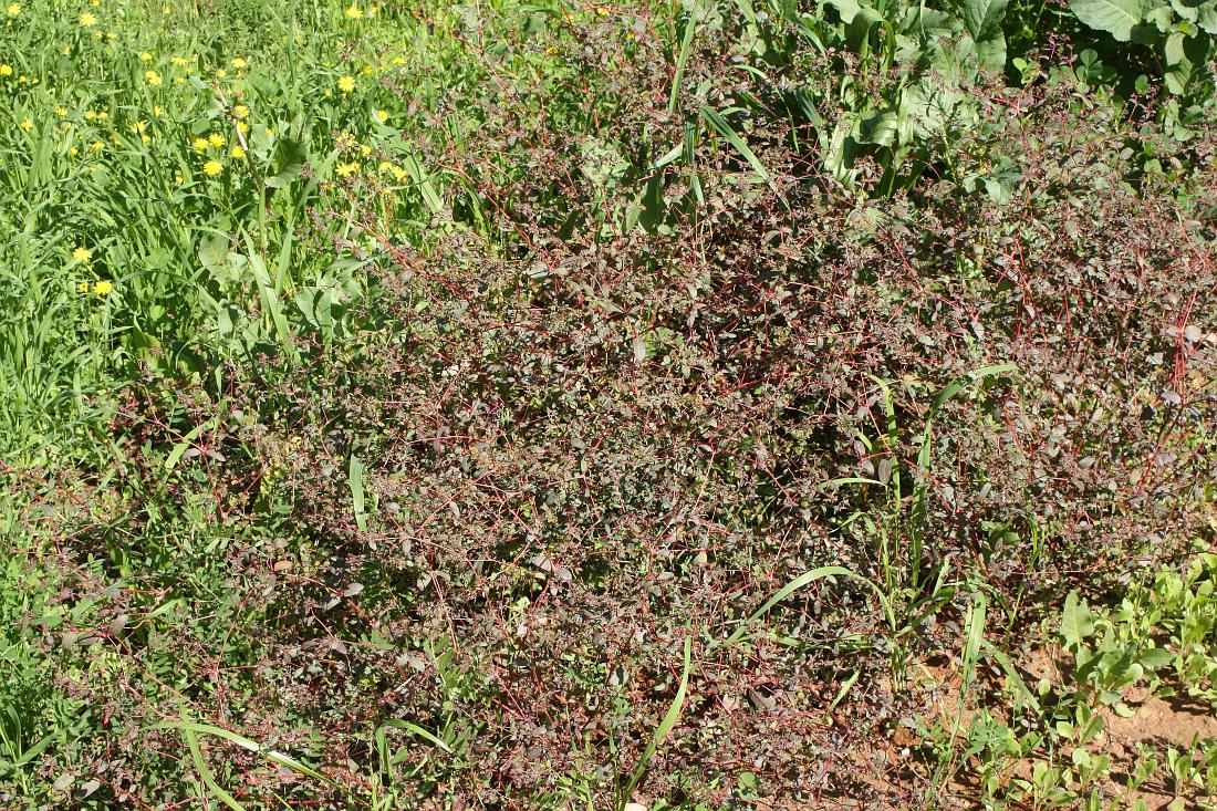 Image of Euphorbia lasiocarpa specimen.