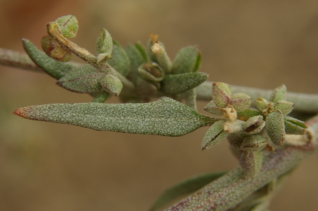 Image of Atriplex oblongifolia specimen.