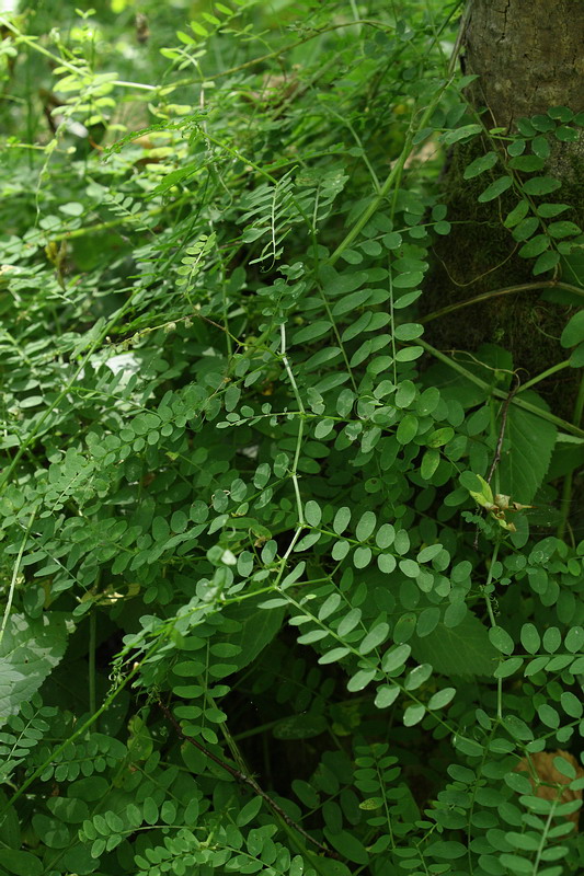 Изображение особи Vicia sylvatica.