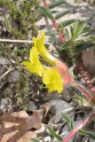 Image of taxon representative. Author is Антон Попович