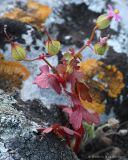 Geranium lucidum