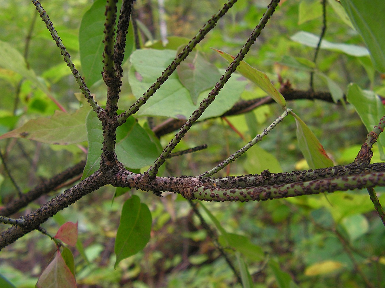 Image of Euonymus pauciflorus specimen.