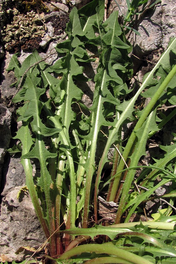 Image of genus Taraxacum specimen.