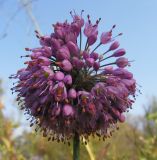 Allium sacculiferum