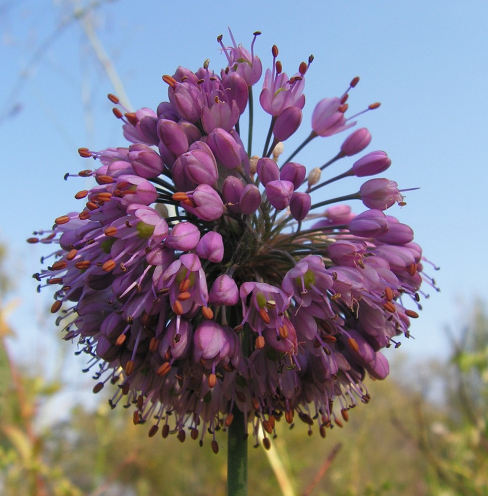 Изображение особи Allium sacculiferum.