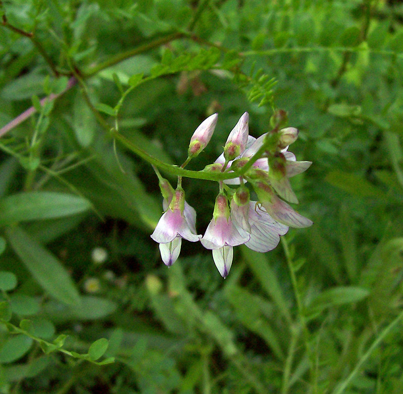 Image of Vicia sylvatica specimen.