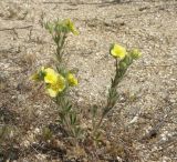 Potentilla astracanica. Цветущее растение. Краснодарский край, Ейский п-ов, коса Долгая. 16.05.2012.