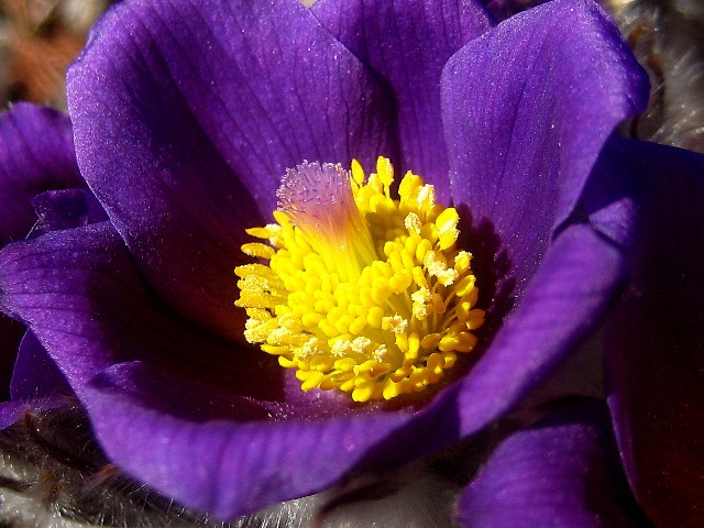 Изображение особи род Pulsatilla.