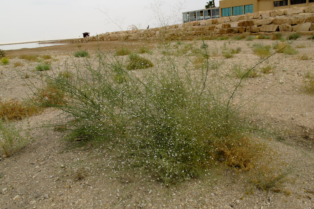 Изображение особи Gypsophila capillaris.