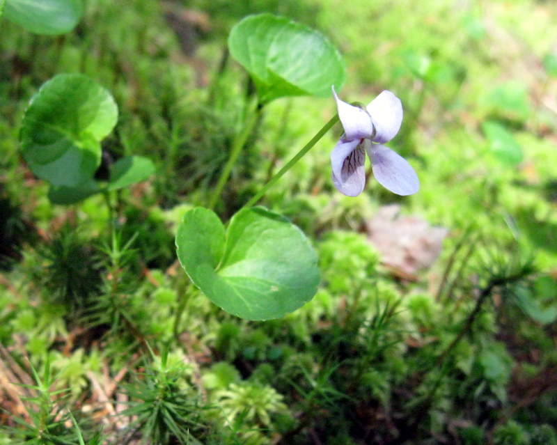 Image of Viola palustris specimen.