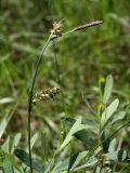 Carex panicea. Верхушка плодоносящего растения. Ленинградская обл., побережье в р-не пос. Большая Ижора, граница травяного сосняка на дюне и тростникового болота. 23.06.2012.