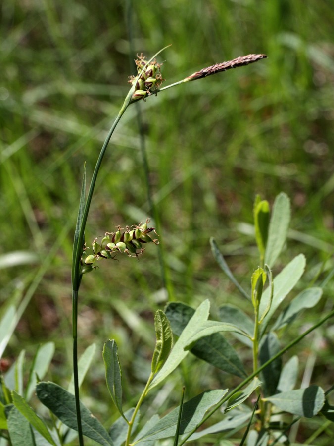 Изображение особи Carex panicea.