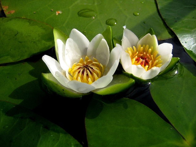 Image of Nymphaea tetragona specimen.