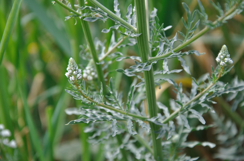 Изображение особи Reseda alba.