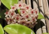 Hoya carnosa
