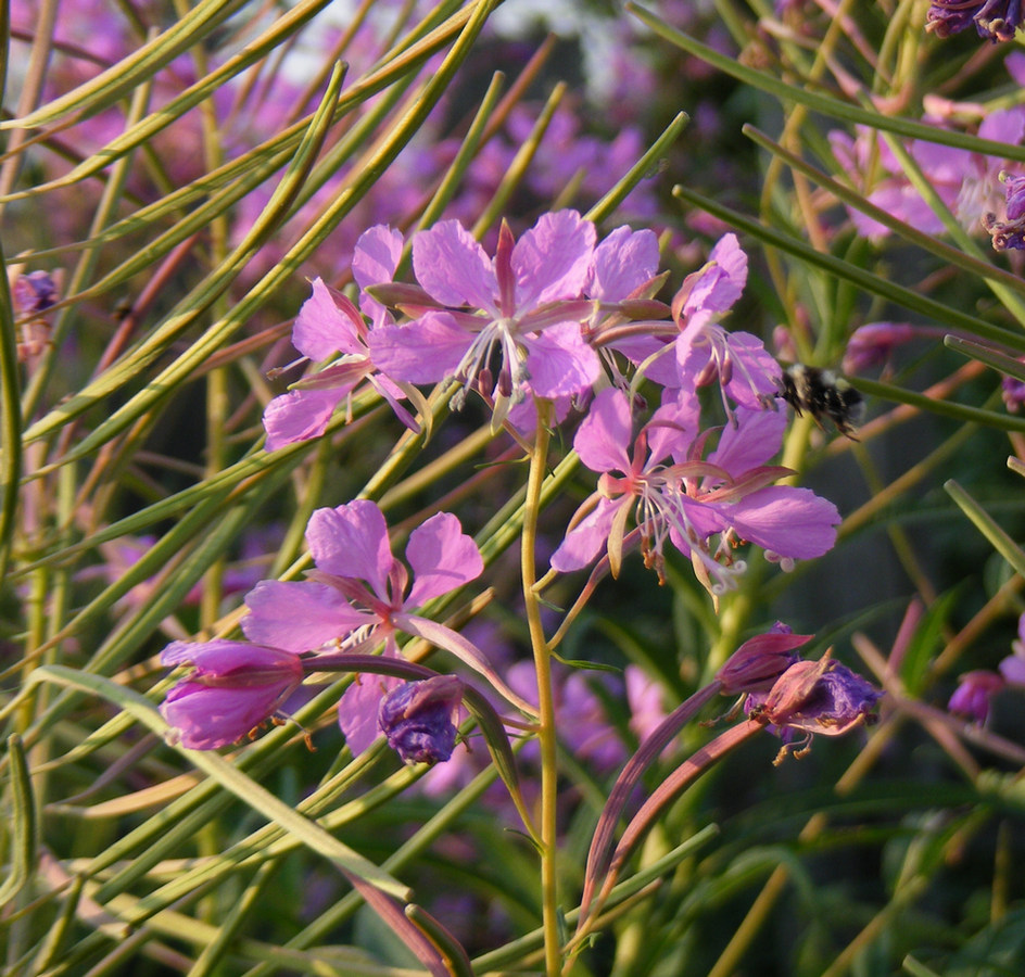 Изображение особи Chamaenerion angustifolium.