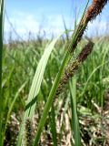 Carex atherodes. Верхняя часть побега с соцветиями (вверху мужские отцветшие, в центре андрогинный, внизу женское соцветия). Ростовская обл., дельта Дона, окр. хутора Узяк, влажный берег протоки. 03.05.2012.