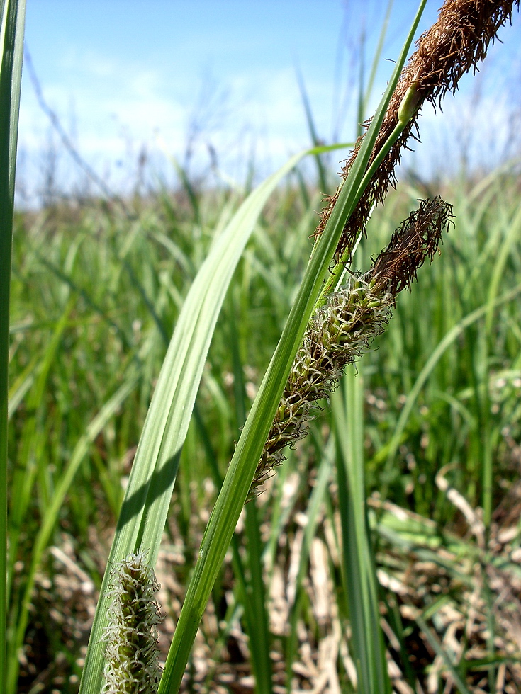 Изображение особи Carex atherodes.