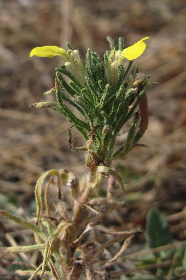 Image of Ajuga chia specimen.