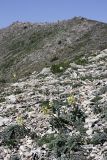 Eremurus lactiflorus. Цветущие растения. Южный Казахстан, хр. Боролдайтау, гора Нурбай; 1200 м н.у.м. 23.04.2012.