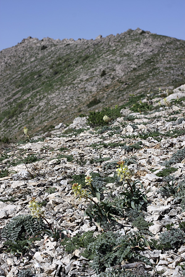 Изображение особи Eremurus lactiflorus.