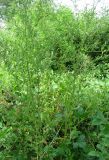 Chenopodium striatiforme. Подоносящее растение. Астраханская обл., Володарский р-н, окрестности с. Калинино, берег р. Бузан. 09.08.2012.