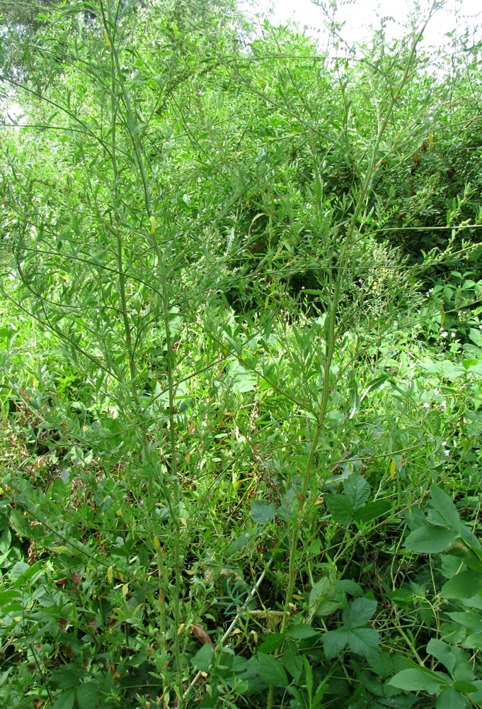 Изображение особи Chenopodium striatiforme.