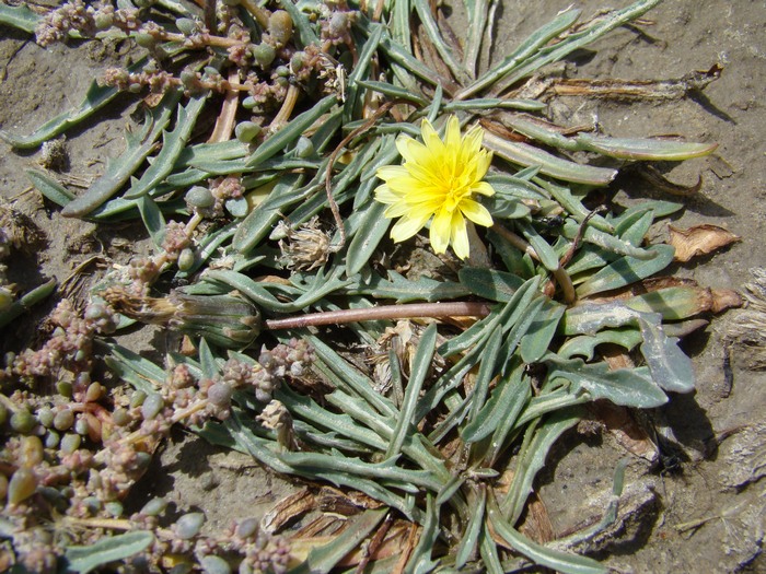 Изображение особи Taraxacum syrtorum.