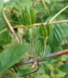 Aconitum volubile