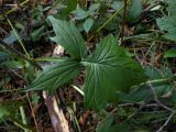 Prenanthes blinii