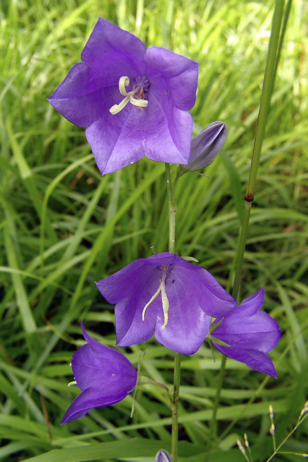 Изображение особи Campanula persicifolia.