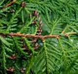 Thuja plicata. Часть ветви с шишками ('Excelsa'). Нидерланды, г. Venlo, \"Floriada 2012\". 11.09.2012.