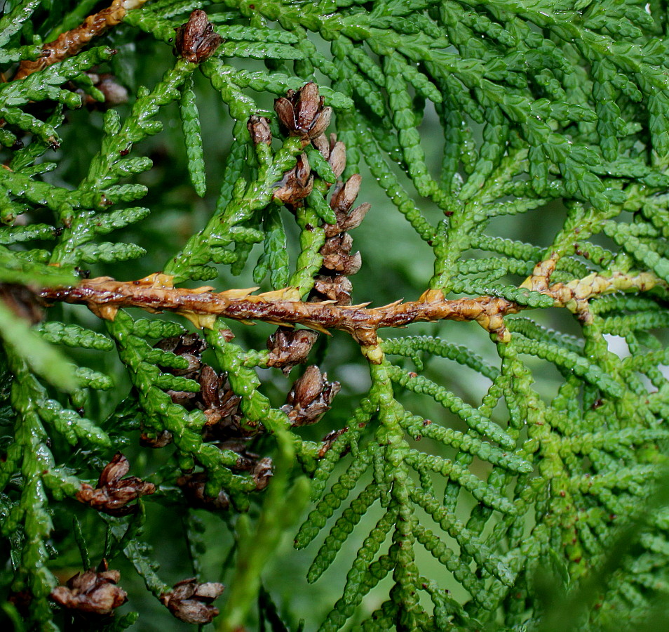 Изображение особи Thuja plicata.