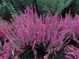 Calluna vulgaris. Цветущее растение. Москва, филиал Бот. сада МГУ \"Аптекарский огород\". 23.09.2012.