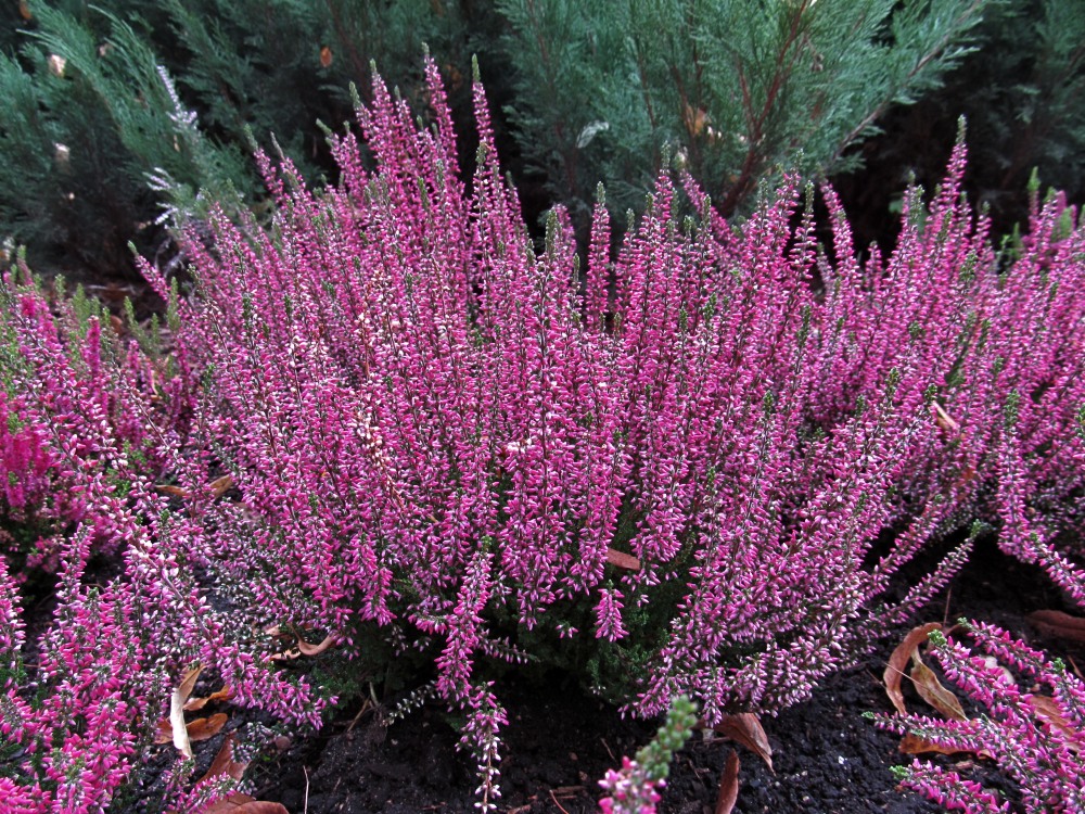 Изображение особи Calluna vulgaris.