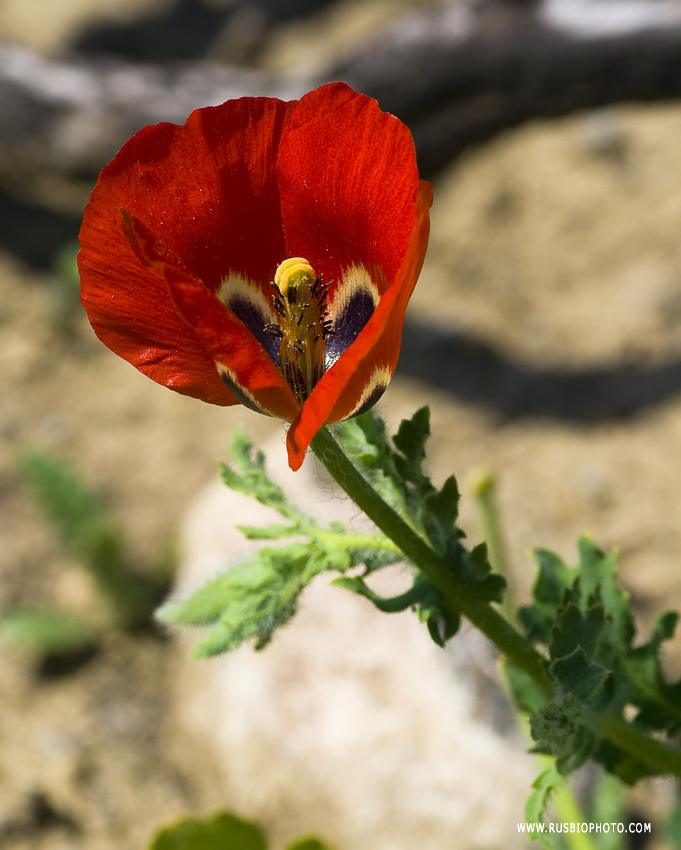 Image of Glaucium corniculatum specimen.